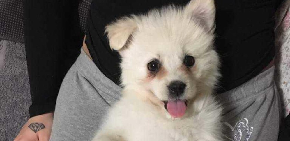 Dieser kleine Racker sucht wieder ein neues Zuhause.