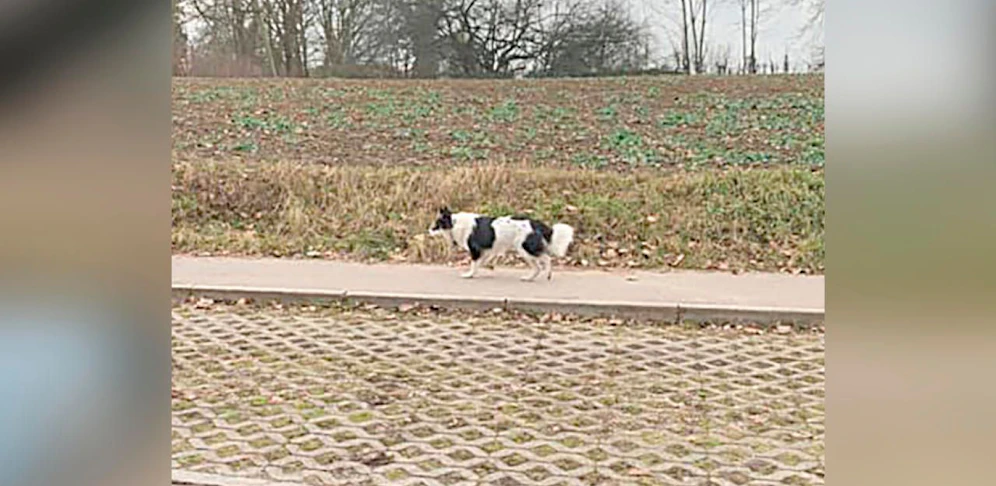 Im Raum Gaumberg bei Leonding irrt derzeit dieser herrenlose Hund umher.