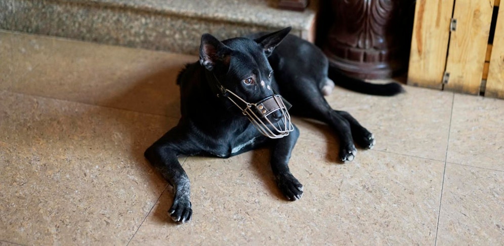Die Kritik am neuen NÖ Hundehaltegesetz wurde zuletzt immer lauter.