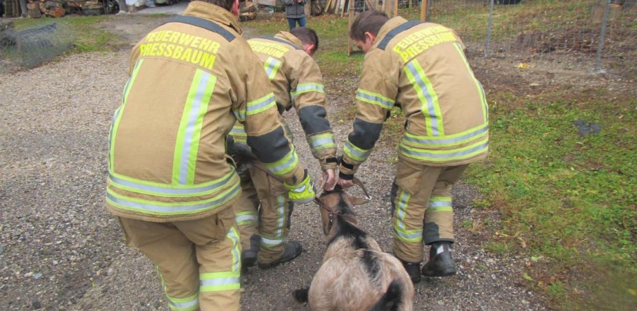 Heute.at - Trächtige Ziege Mekki büxte aus, Florianis halfen