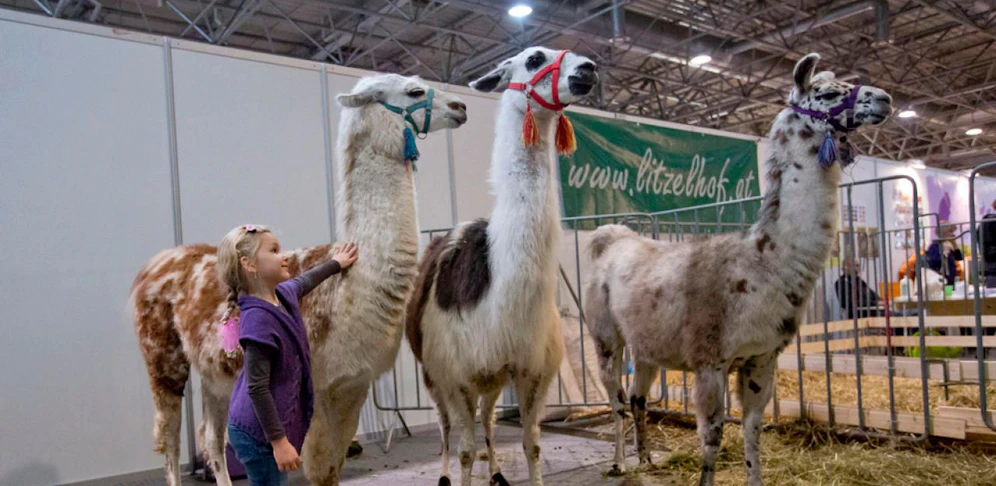 Vor allem Kinder lieben Lamas.