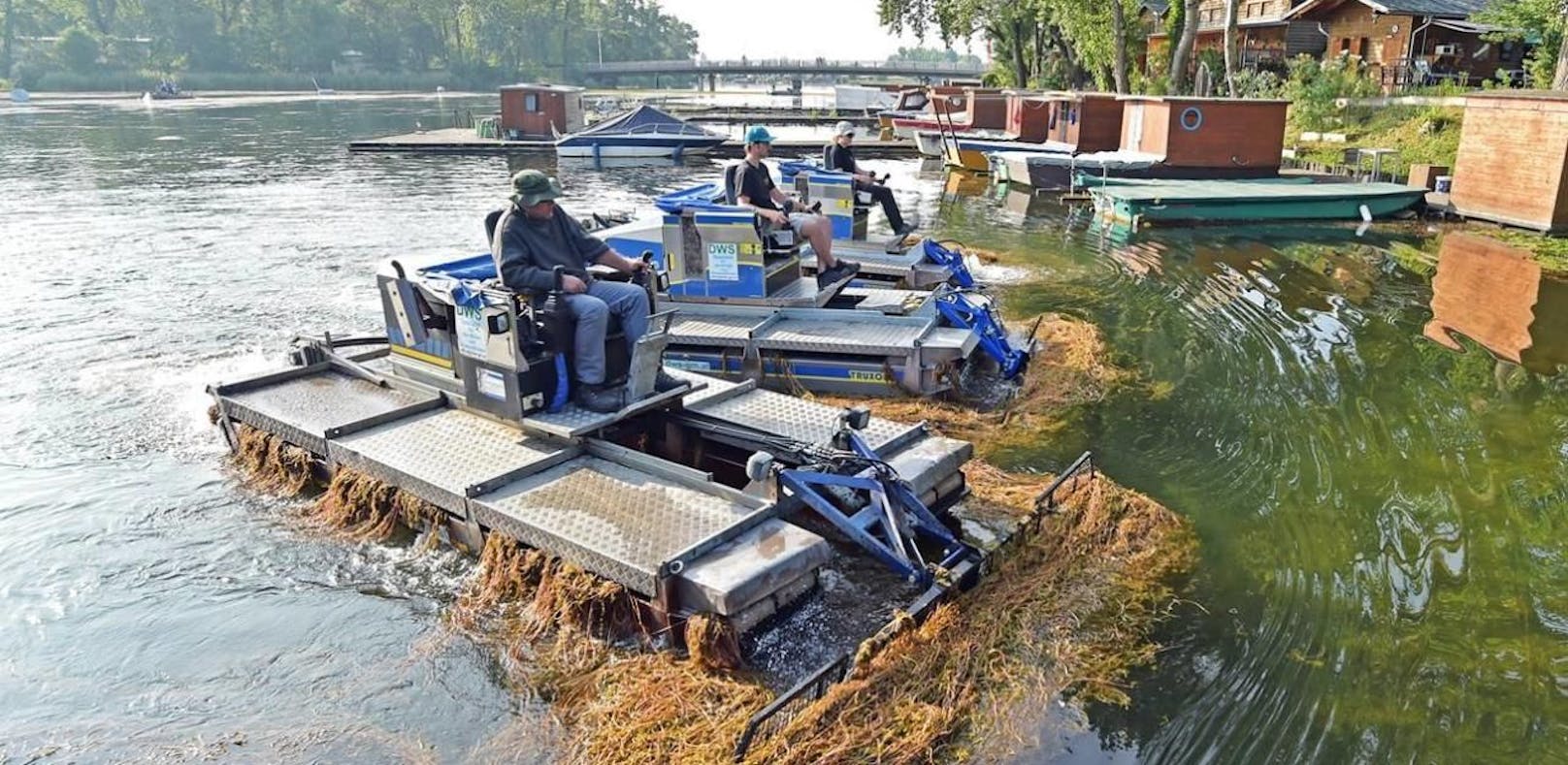 Bis zu 25 Mähboote sind jährlich auf der Alten Donau gegen stark wuchernde Wasserpflanzen im Einsatz. Im Jahr 2021 wurden 1.900 Tonnen aus dem Wasser gemäht und gefischt.