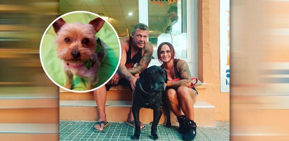 "Bulli" attackierte den kleinen Terrier zwei Mal.