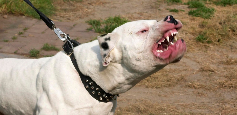Die Erweiterung der "Listenhunde" sei sinnlos. Stattdessen sollten mehrere Maßnahmen folgen. 