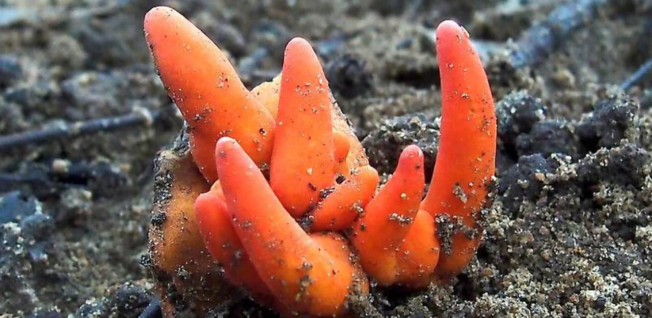 Hochgiftiger Pilz aus Asien reist um die Welt Life Heute.at Hochgiftiger Pilz aus Asien reist um die Welt Life Heute.at