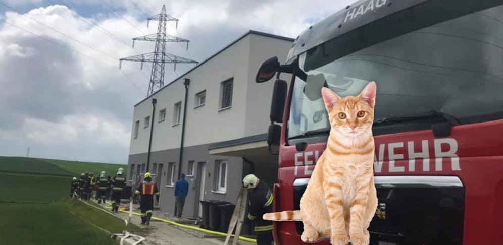 Die Katzen überlebten. 