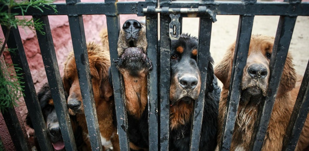 Die Stimmbänder der Hunde müssen weg.