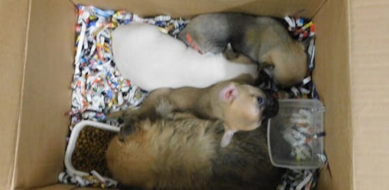 Die Hundewelpen waren teils in Schachteln gepfercht.