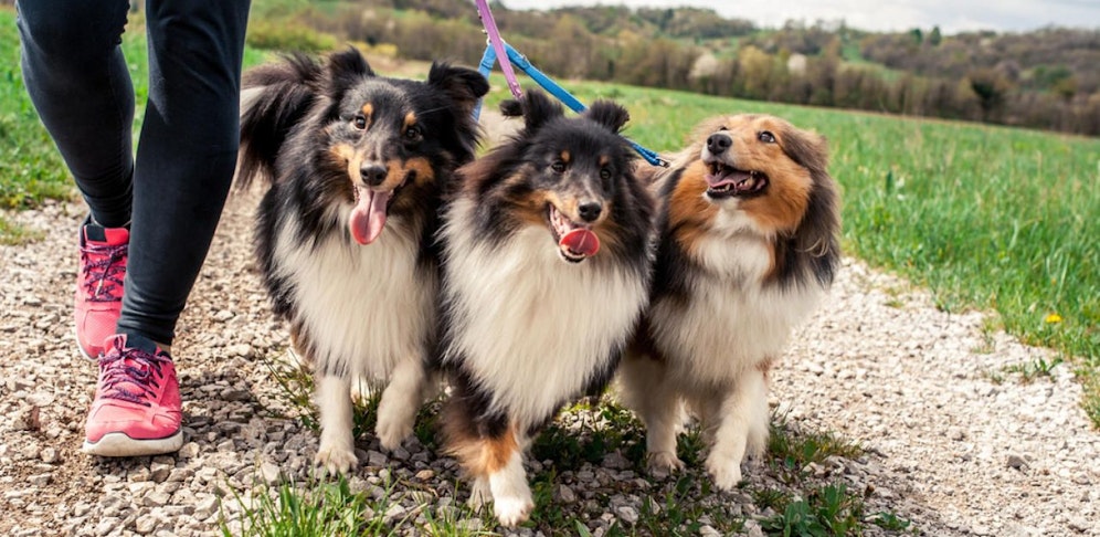 Rassehunde sind anfälliger auf Krankheiten. (Symbolbild).