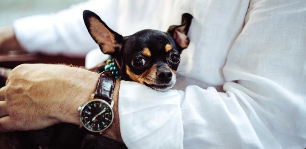 Ein Chihuahua-Welpe wurde totgefahren.