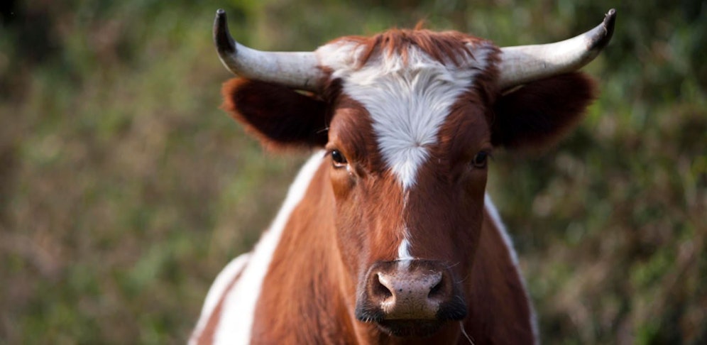 Stier attackierte 56-jährigen Landwirt.