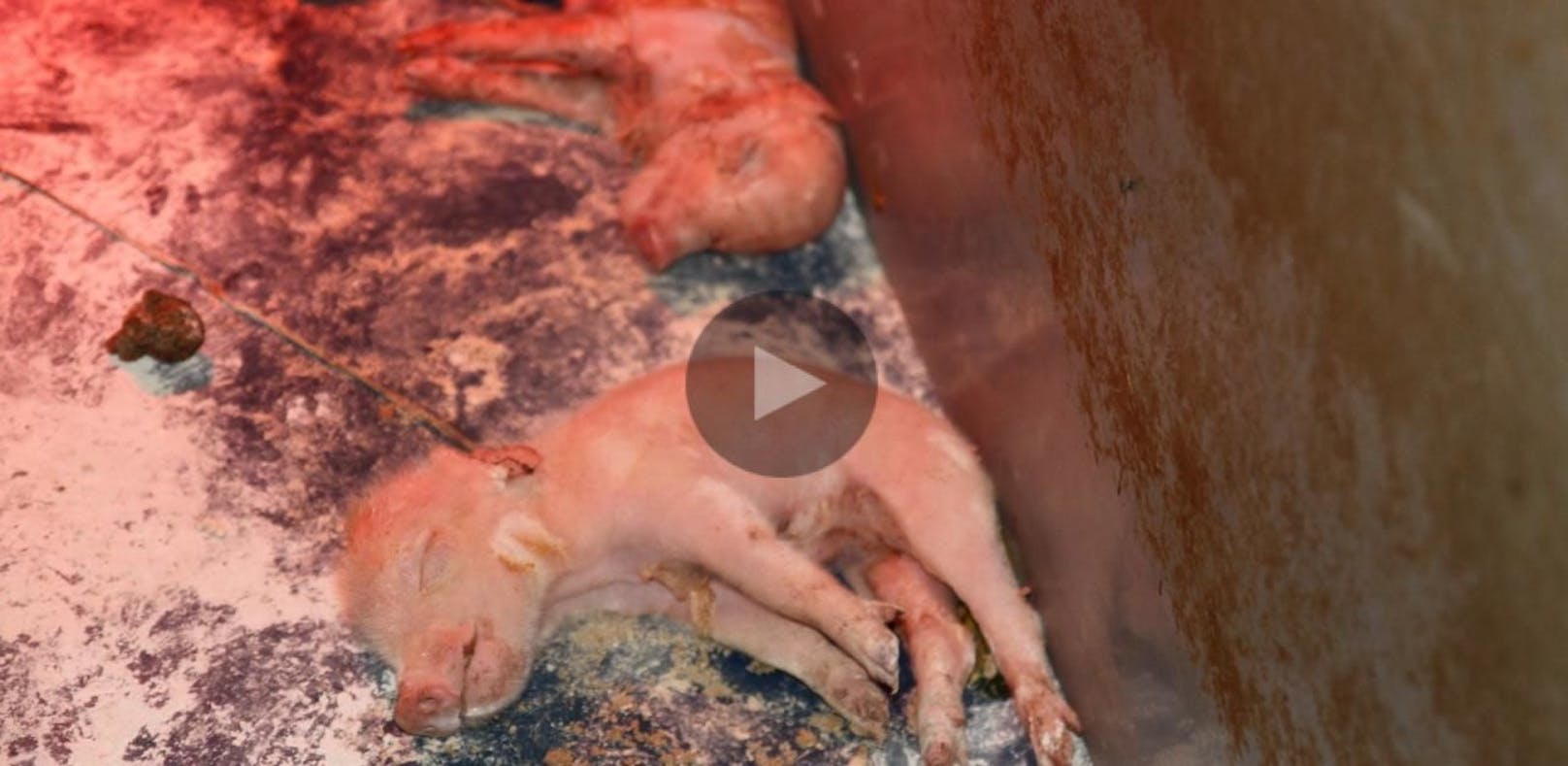 Video zeigt neuen Skandal im "Horror-Schweinestall"