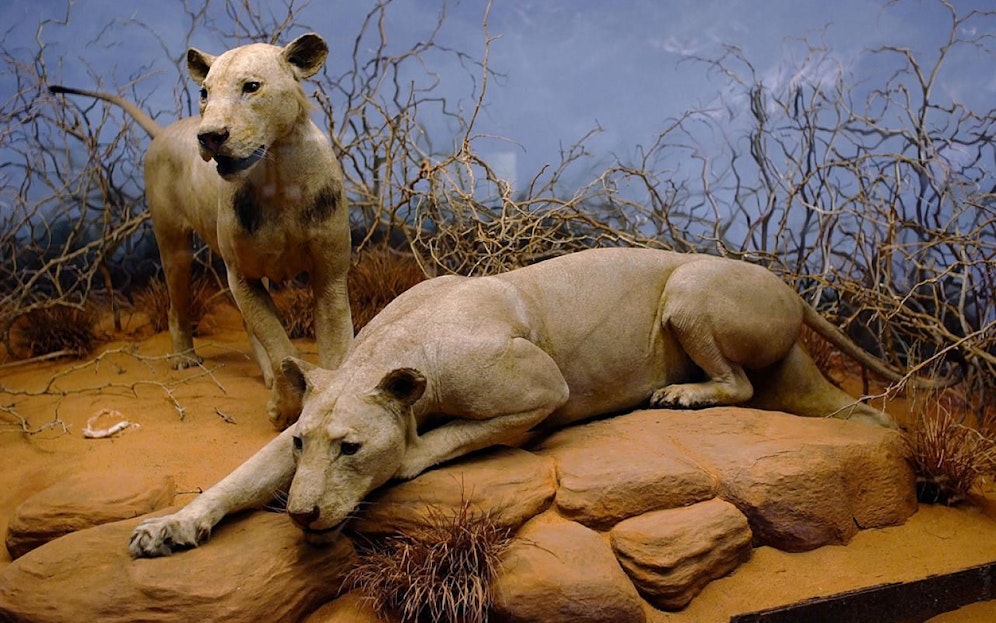 "Der Geist" und "die Dunkelheit" sind heute im Field Museum of Natural History in Chicago ausgestellt. Anders als bei anderen Löwenarten besitzen die Tsavo-Löwenmännchen keine Mähne.