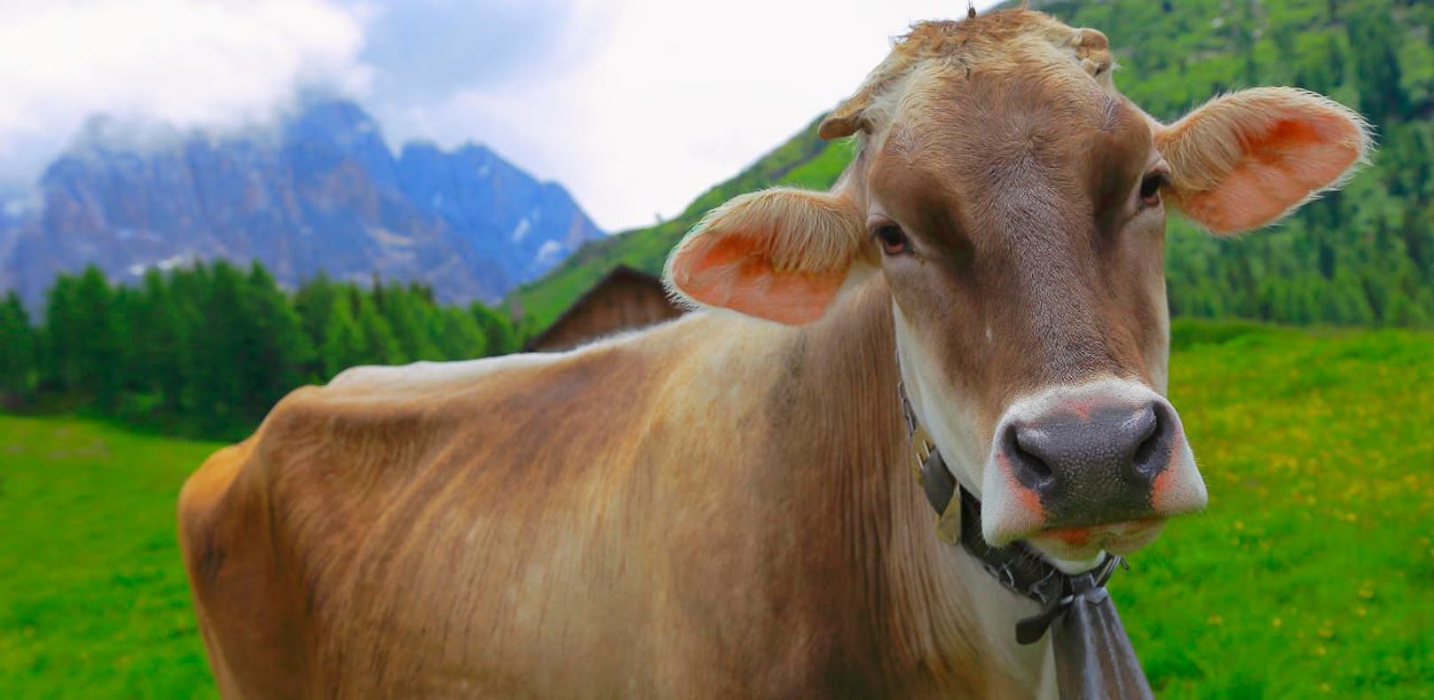 Milchbauern sind sauer:  EU fordert Förderung zurück