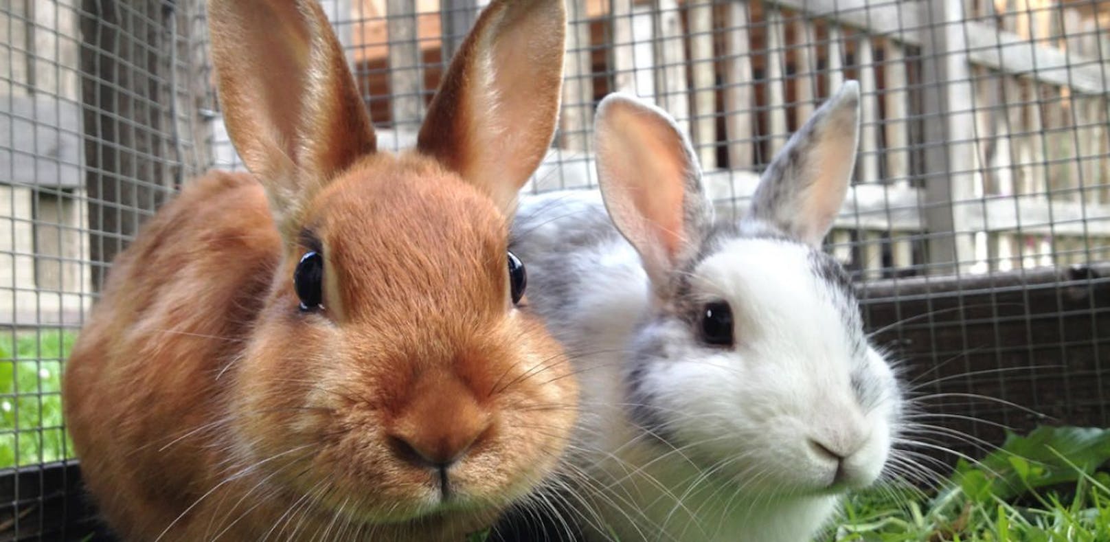 Ein Unbekannter hat in Steyr drei Kaninchen auf dem Gewissen. 