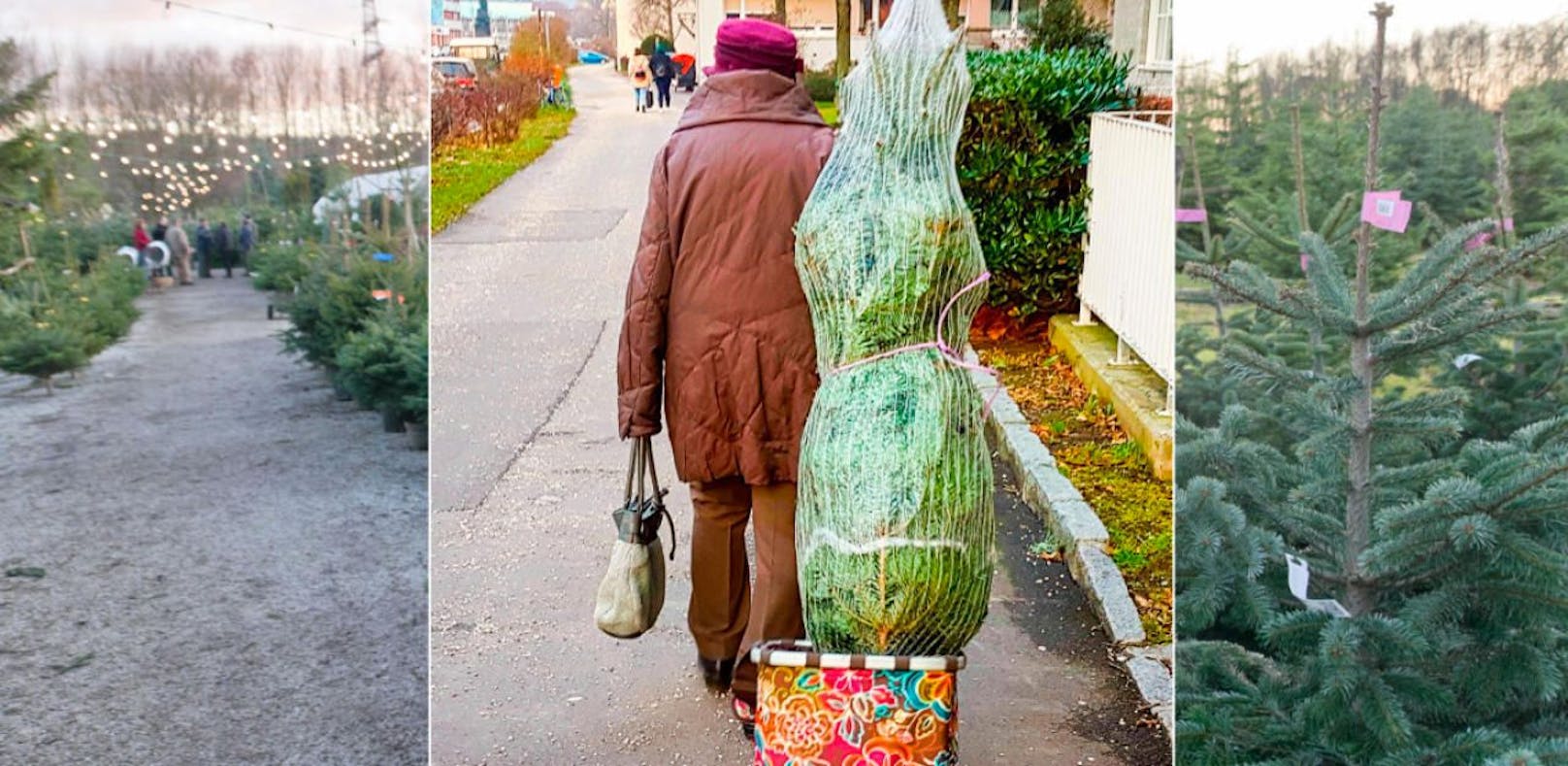 Eine 90-Jährige transportierte in Linz ihren Christbaum mit dem Trolley nach Hause. 