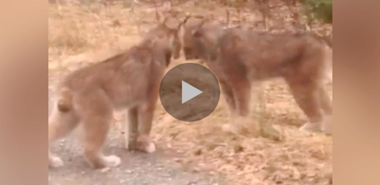 Heute.at - So bizarr streiten wilde Luchse über Sex