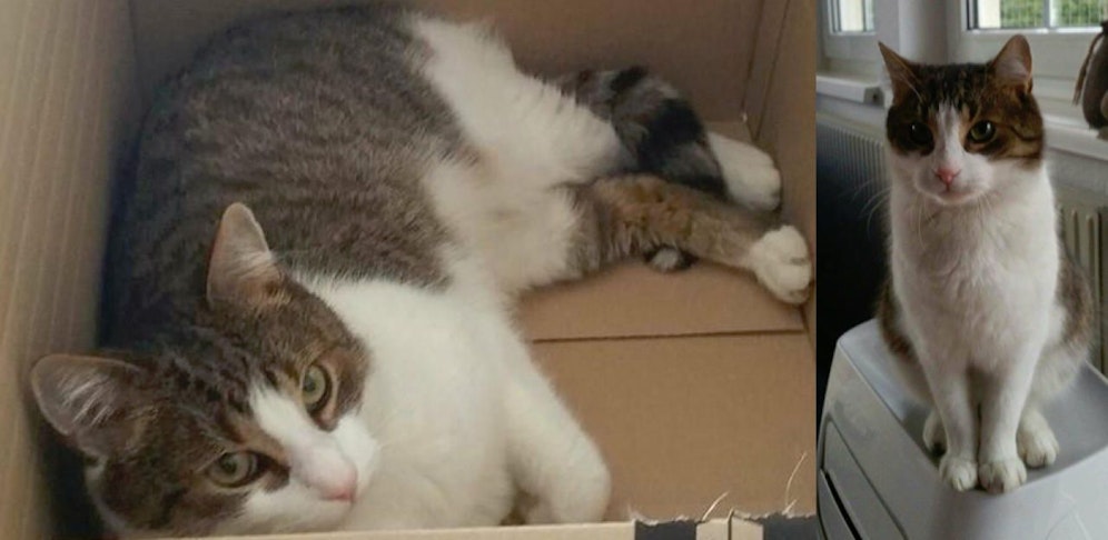 Messi wird vermisst.