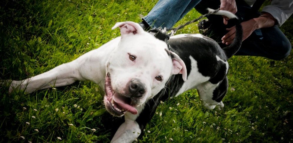Der Pitbull ist erschrocken und schnappte zu. (Symbolfoto)