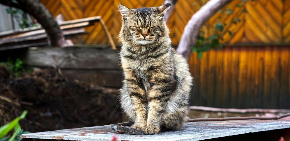 Eine Katze wurde Opfer eines Sniper-Angriffs.