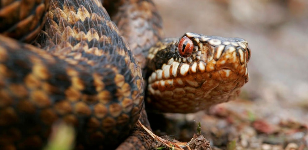Eine Kreuzotter biss den Jugendlichen