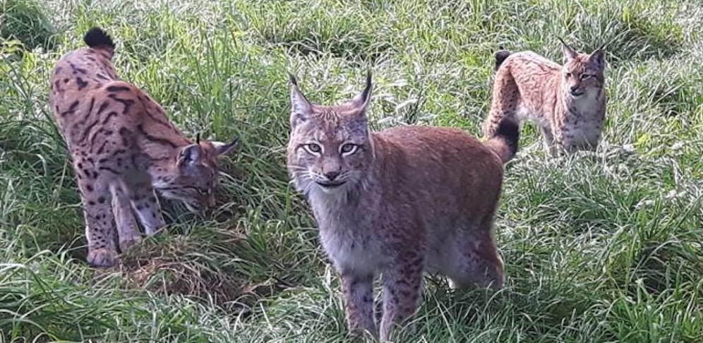 Zwei der Luchs büxten aus ihrem Gehege aus, sind seither verschwunden.