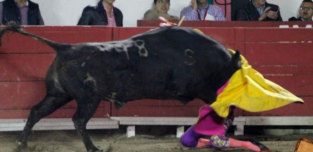 Die Torera wurde mitten im Gesicht erwischt.