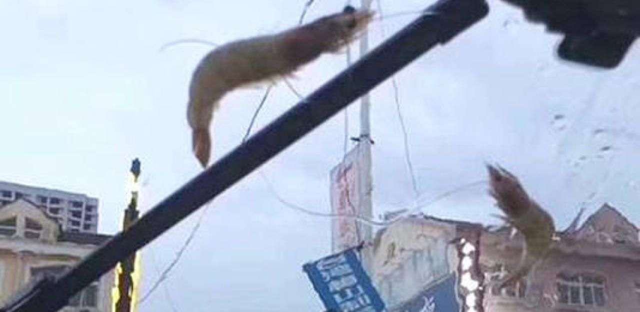 In China es plötzlich Garnelen Heute.at