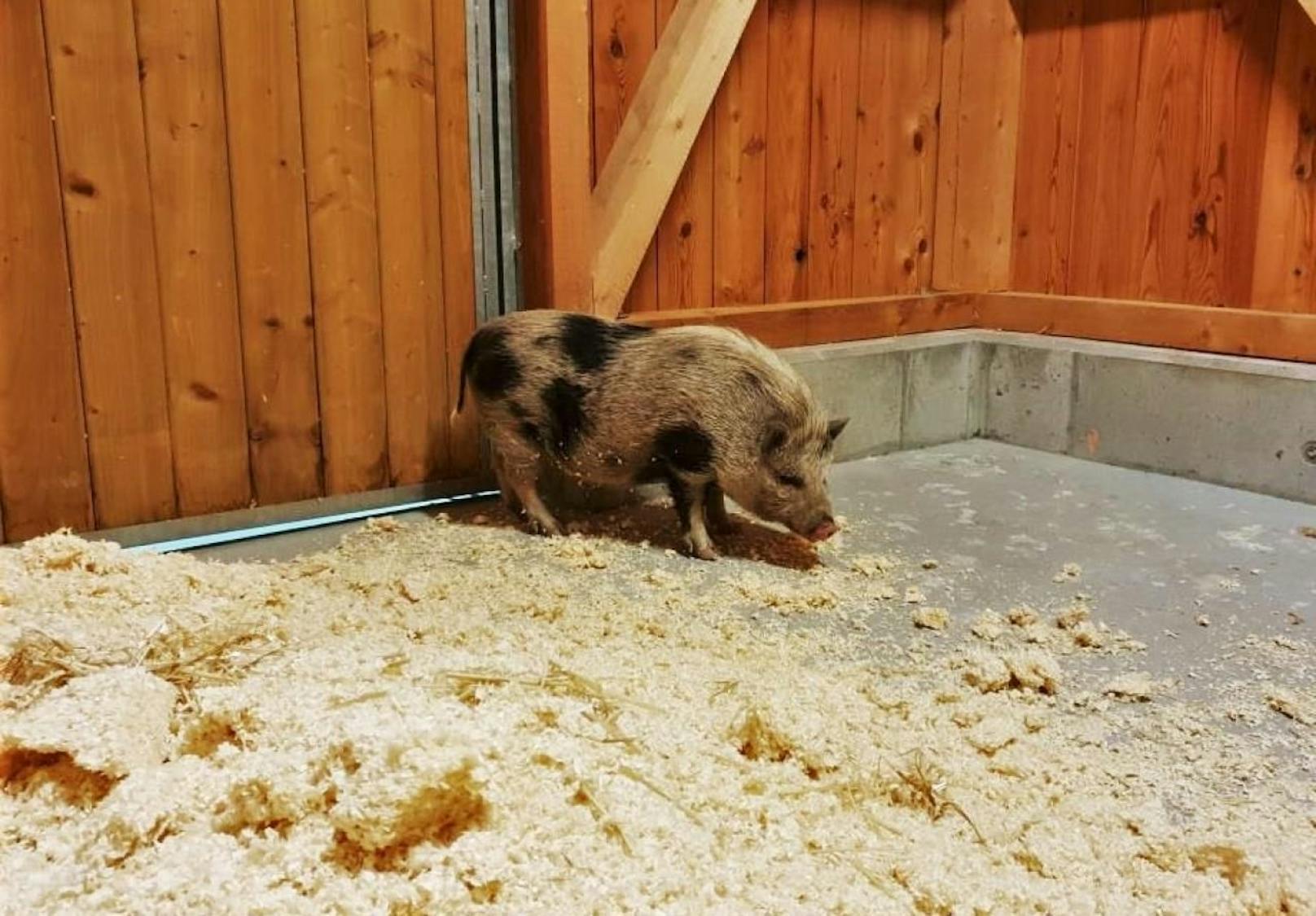 Minischwein irrt in Wien herum – Besitzer gesucht