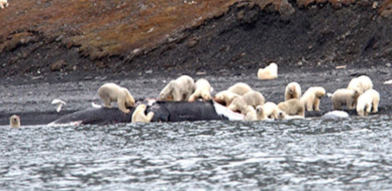 Winterspeck: 230 Eisbären verschlingen ganzen Wal