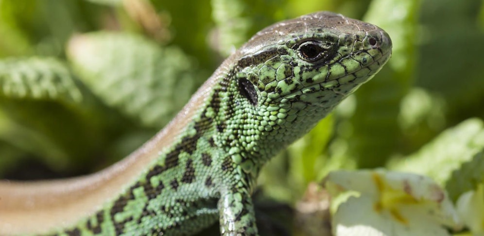 Deutsche Bahn siedelt geschützte Zauneidechsen um 15 Millionen Euro um.