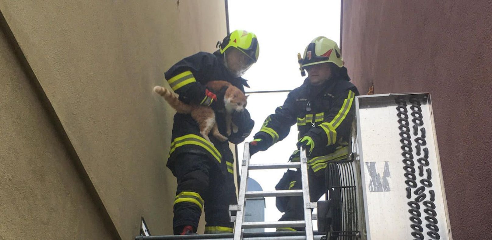 Feuerwehr befreite in Schacht gestürzte Katze