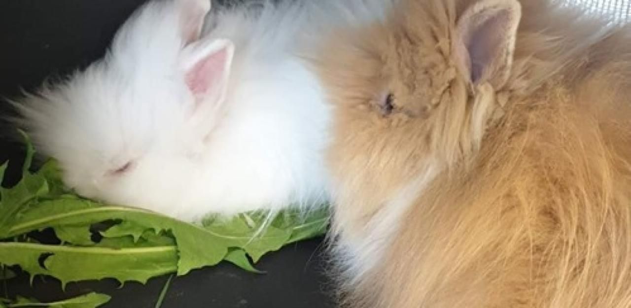 Heute.at - Hoppel-Hasen auf Müllcontainer ausgesetzt