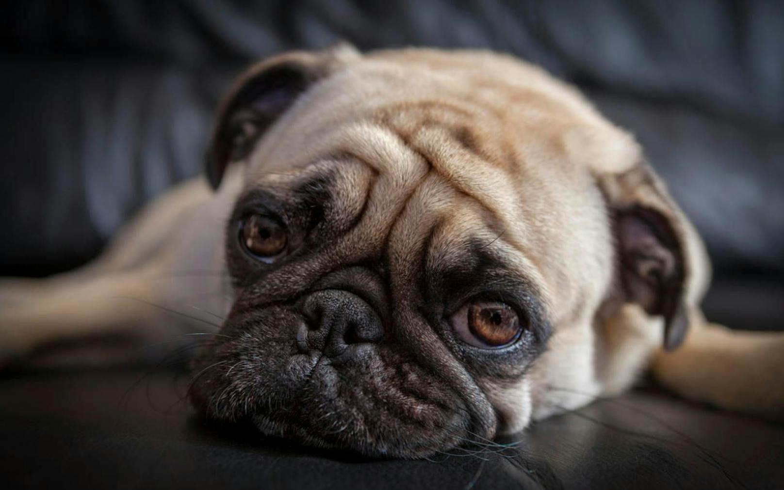 Große Augen, kurze Schnauze - Hunderassen wie Möpse oder Bulldoggen bekommen wegen ihrer viel zu kurzen Schnauze kaum Luft. 