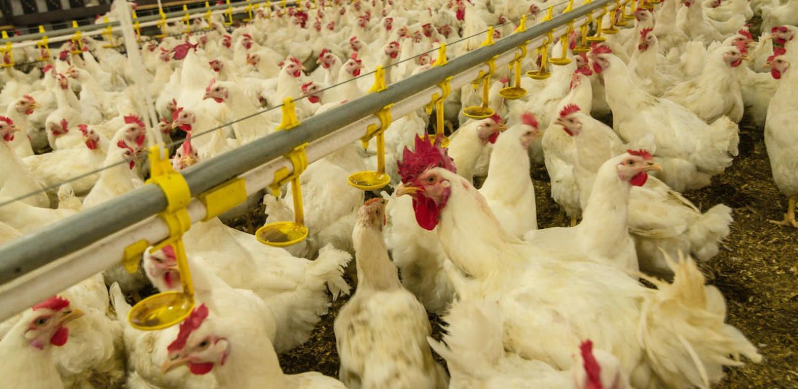 10.000 Hühner tot: Schuld war kaputte Heizung