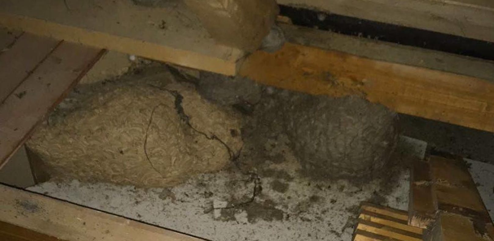 Wespen-Alarm: 11 Nester auf einem Dachboden!