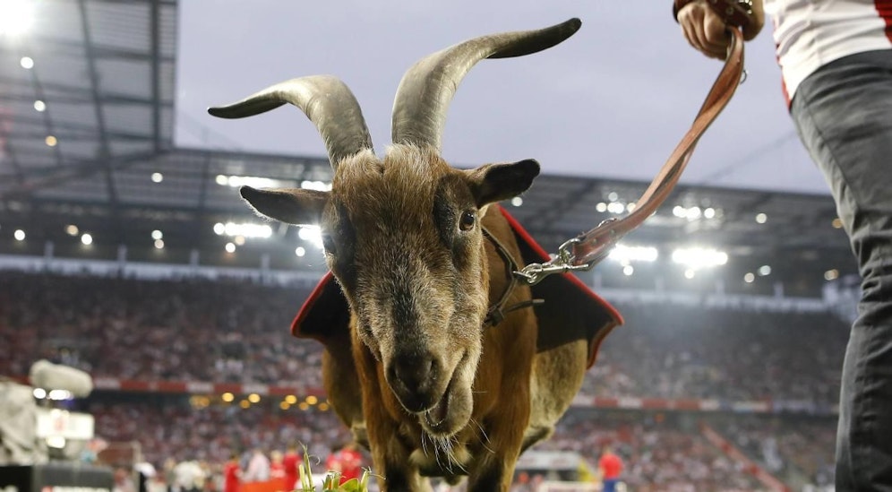 Geißbock Hennes soll für den 1. FC Köln Gras fressen und stürmen.