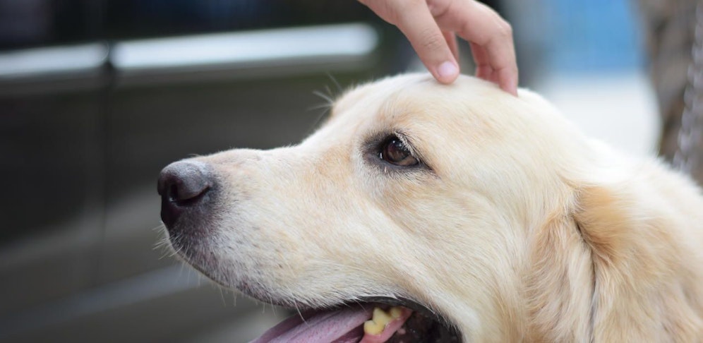 Ein Golden Retriever. Symbolbild