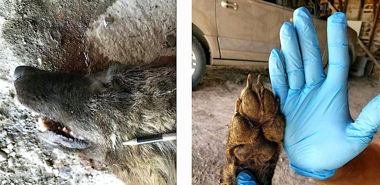 Heute.at - Bär? Wolf? US-Rancher erlegt mysteriöses Tier