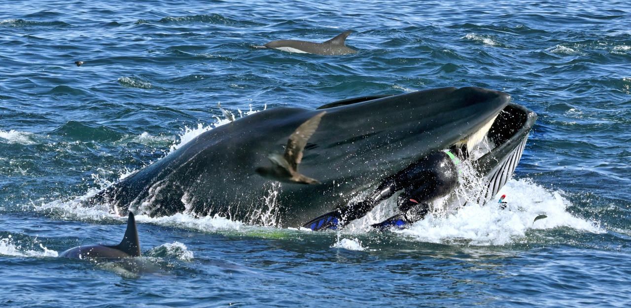 Heute.at - Frau sah, wie der Wal ihren Mann 'verschluckte'