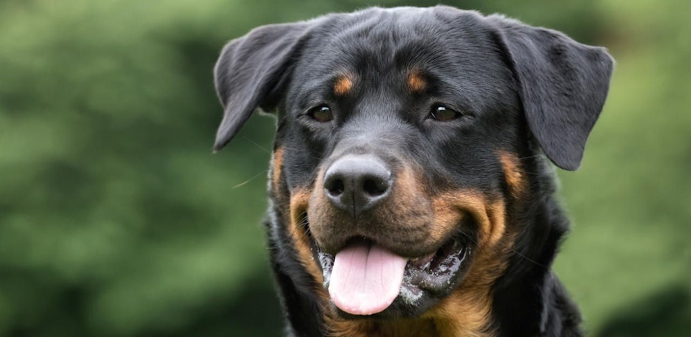 Am 25. Oktober soll das Wiener Tierhaltegesetz verschärft werden.