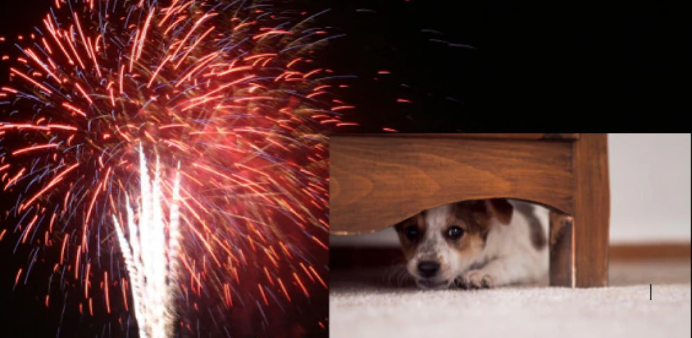 Last-Minute-Tipps für Silvester: So helfen sie Bello und Co. 