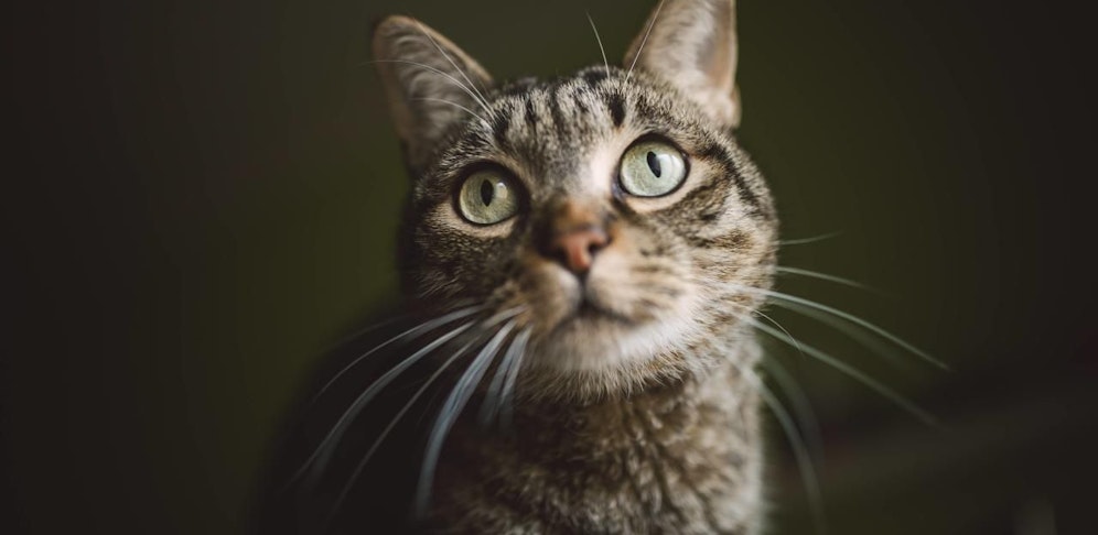 Die Katze überlebte die Qualen nicht.