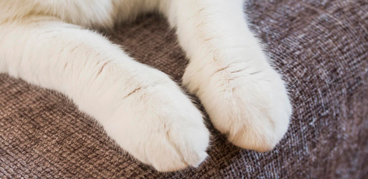 Heute.at - Polizei fahndet nach Katzenhassern