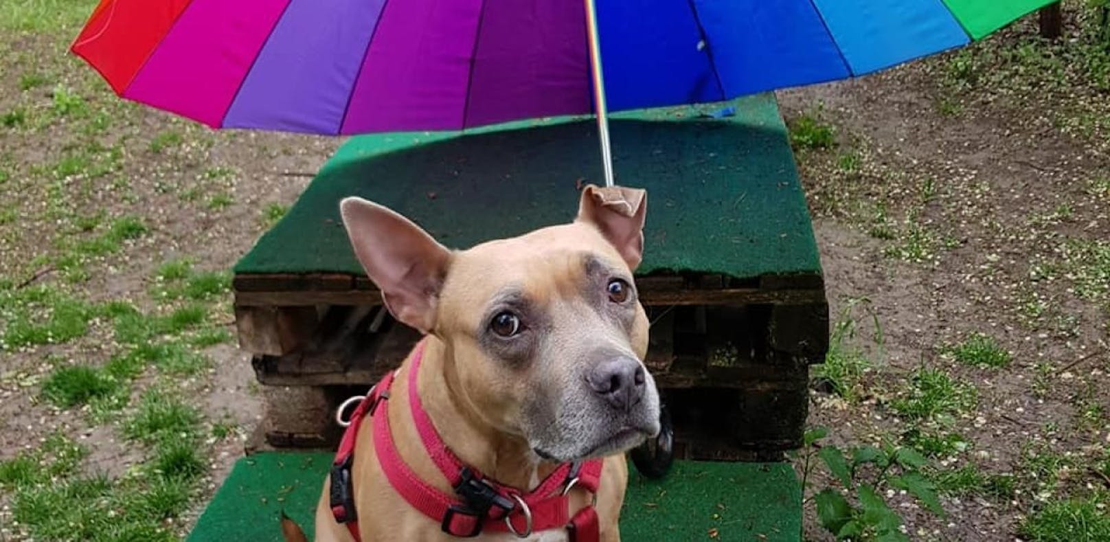 Lea präferiert den Regenschirm.