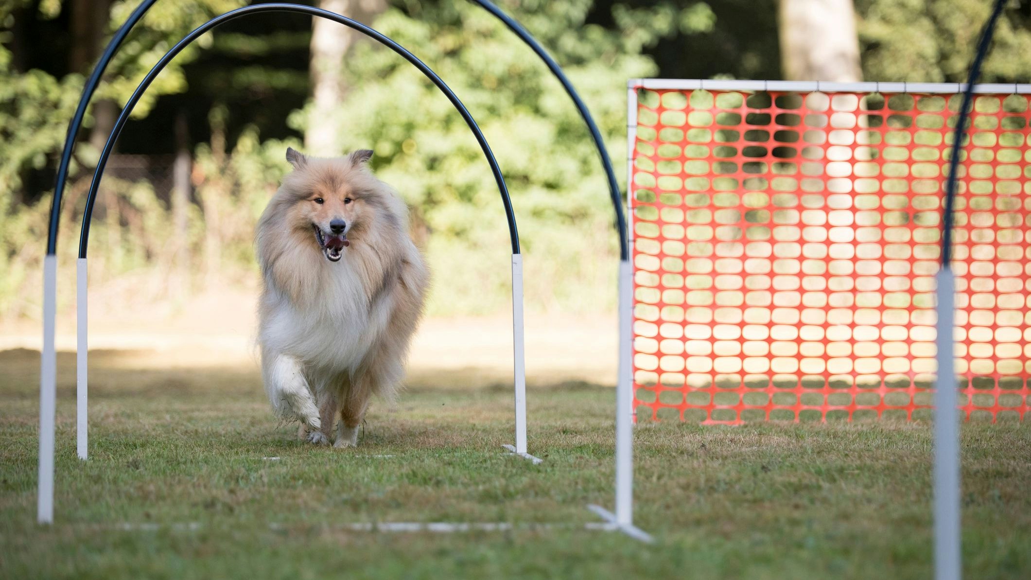 "Hoopers" ist noch wenig etabliert in Österreich, erfreut sich aber zunehmend an Beliebtheit. 