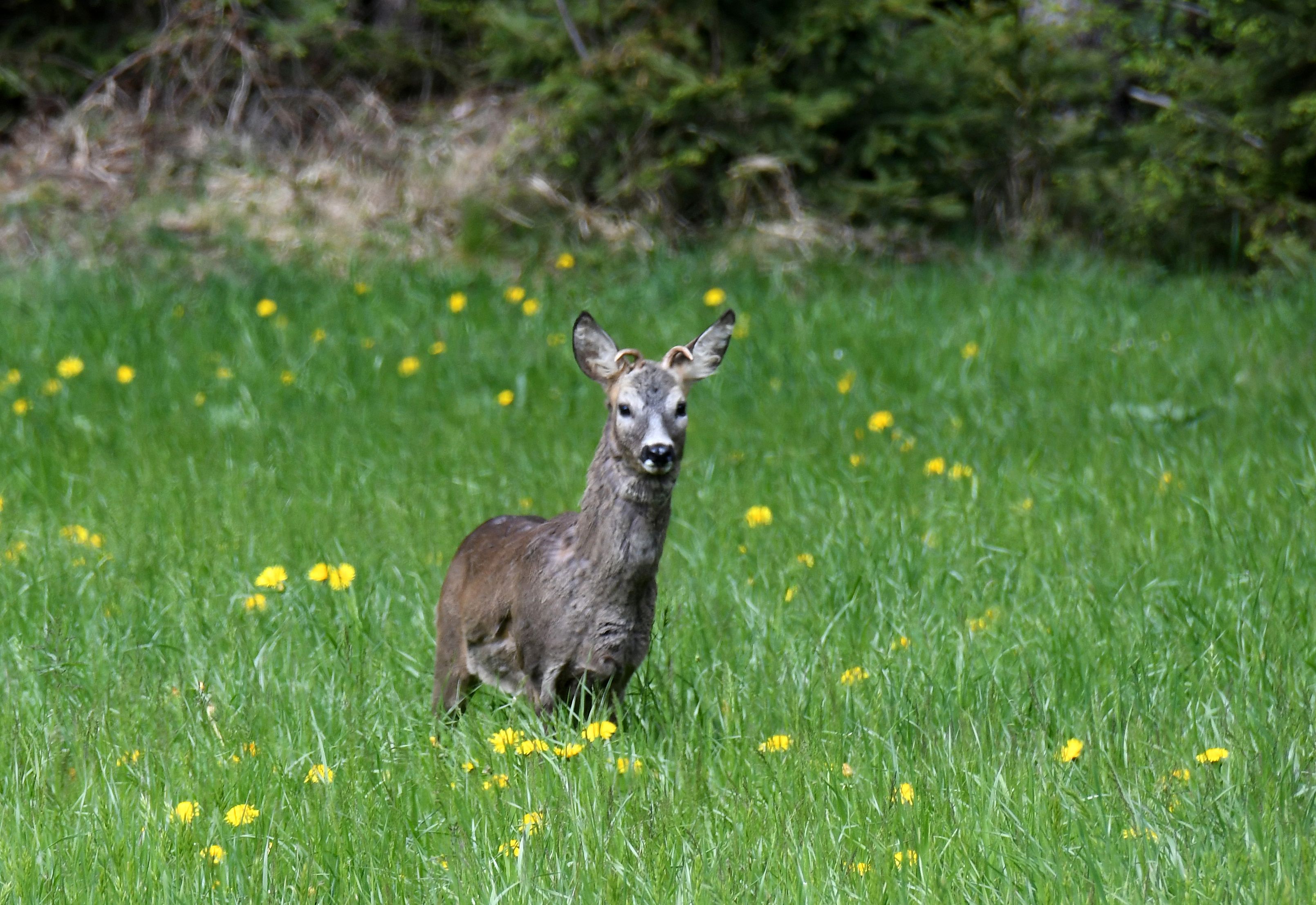 Ein Rehbock am Waldrand. Symbolbild