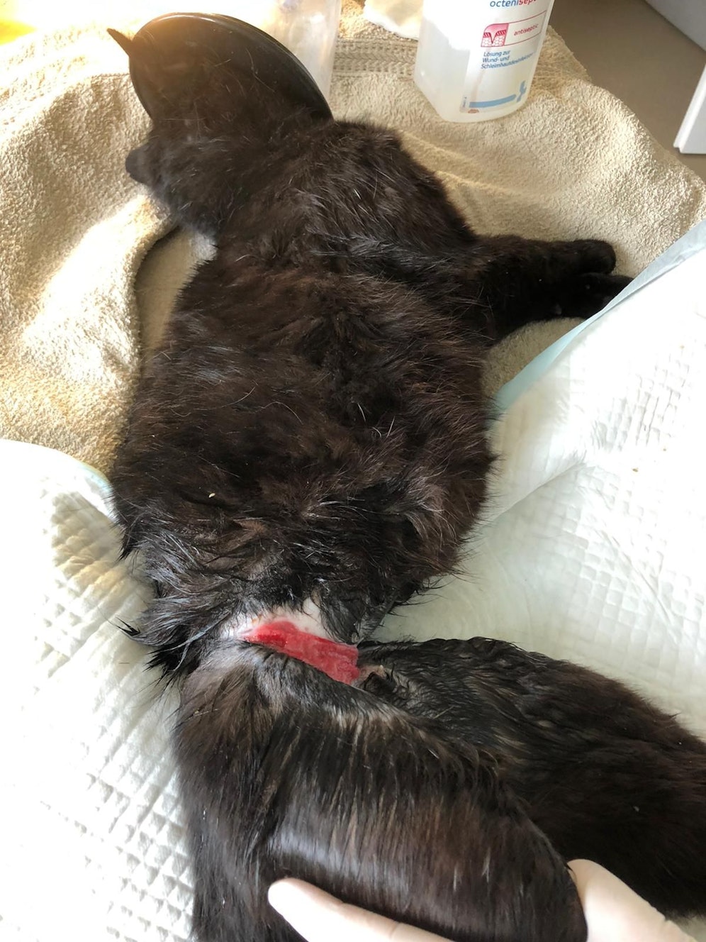 Die Katze kämpft um ihr Leben.