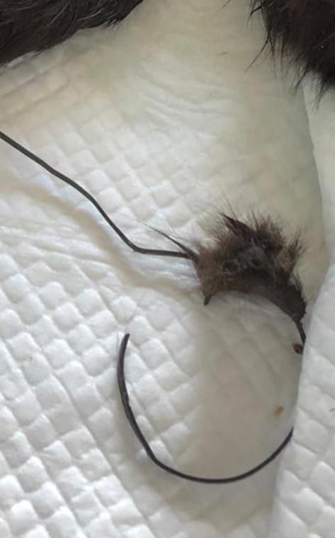 Mit diesem Kabelbinder wurde der Katze der Bauch abgeschnürt.