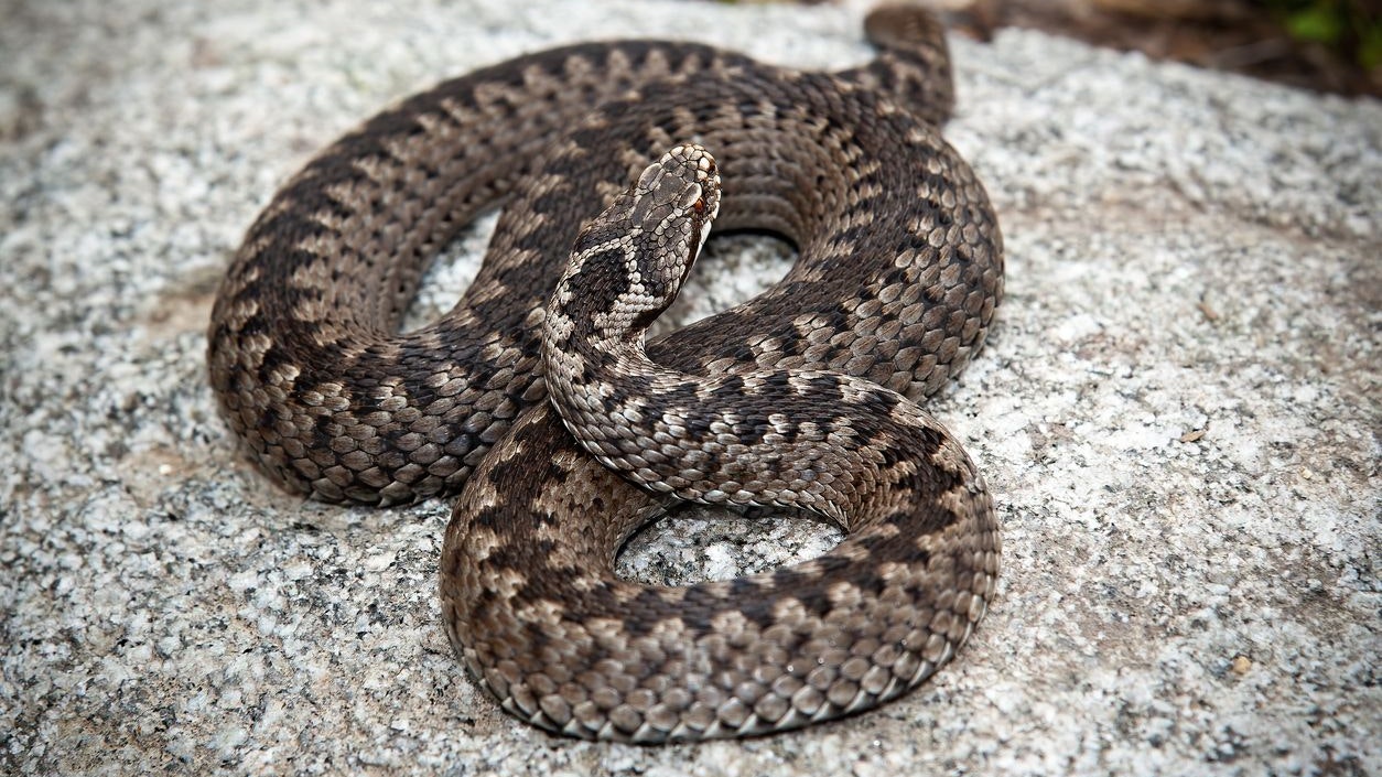 Das Mädchen wurde von einer Schlange gebissen.